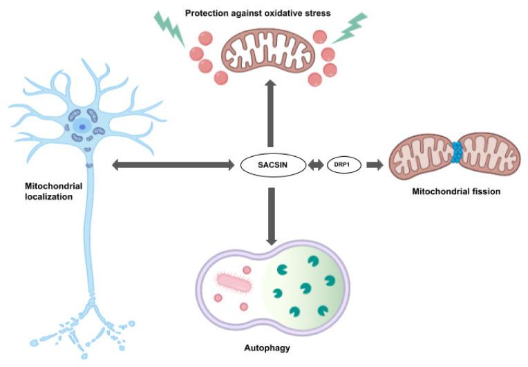 https://cdn.ncbi.nlm.nih.gov/pmc/blobs/d96a/8745260/84b05761d378/ijms-23-00552-g003.jpg