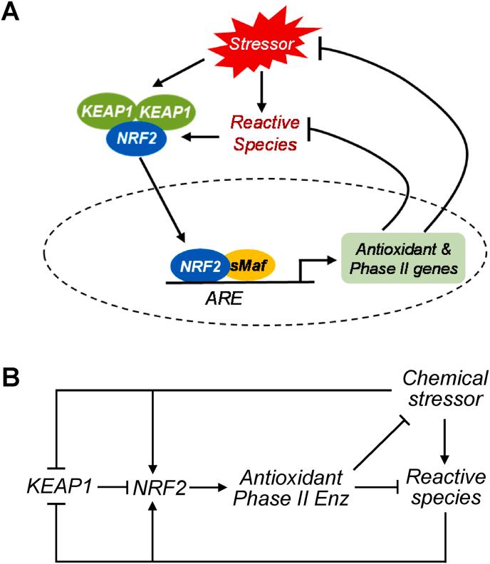 https://cdn.ncbi.nlm.nih.gov/pmc/blobs/d96c/9287733/5e68f2bab793/gr1.jpg