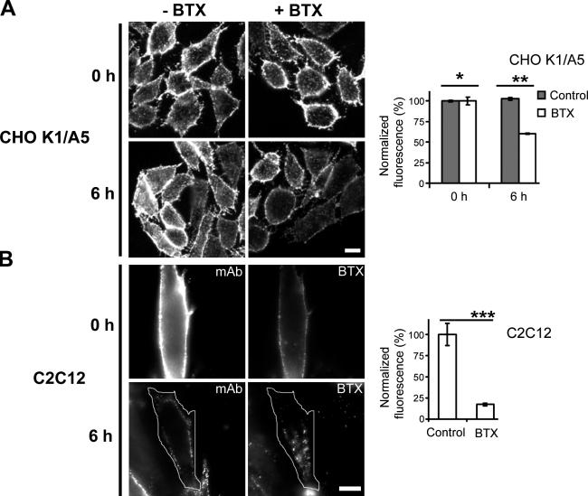 https://cdn.ncbi.nlm.nih.gov/pmc/blobs/d96d/2442195/af3ba8b55a78/jcb1811179f01.jpg