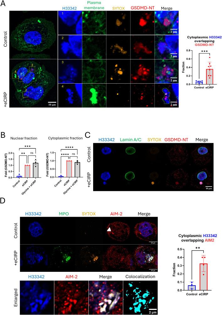 https://cdn.ncbi.nlm.nih.gov/pmc/blobs/d96e/12350110/21763f37eef3/fimmu-16-1608428-g003.jpg