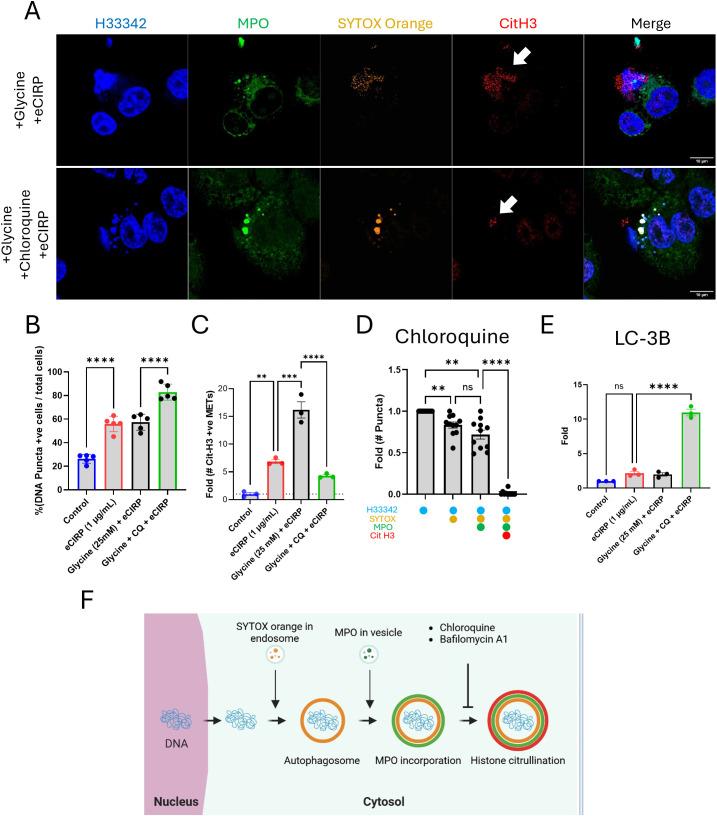 https://cdn.ncbi.nlm.nih.gov/pmc/blobs/d96e/12350110/c10033e7e9c3/fimmu-16-1608428-g007.jpg