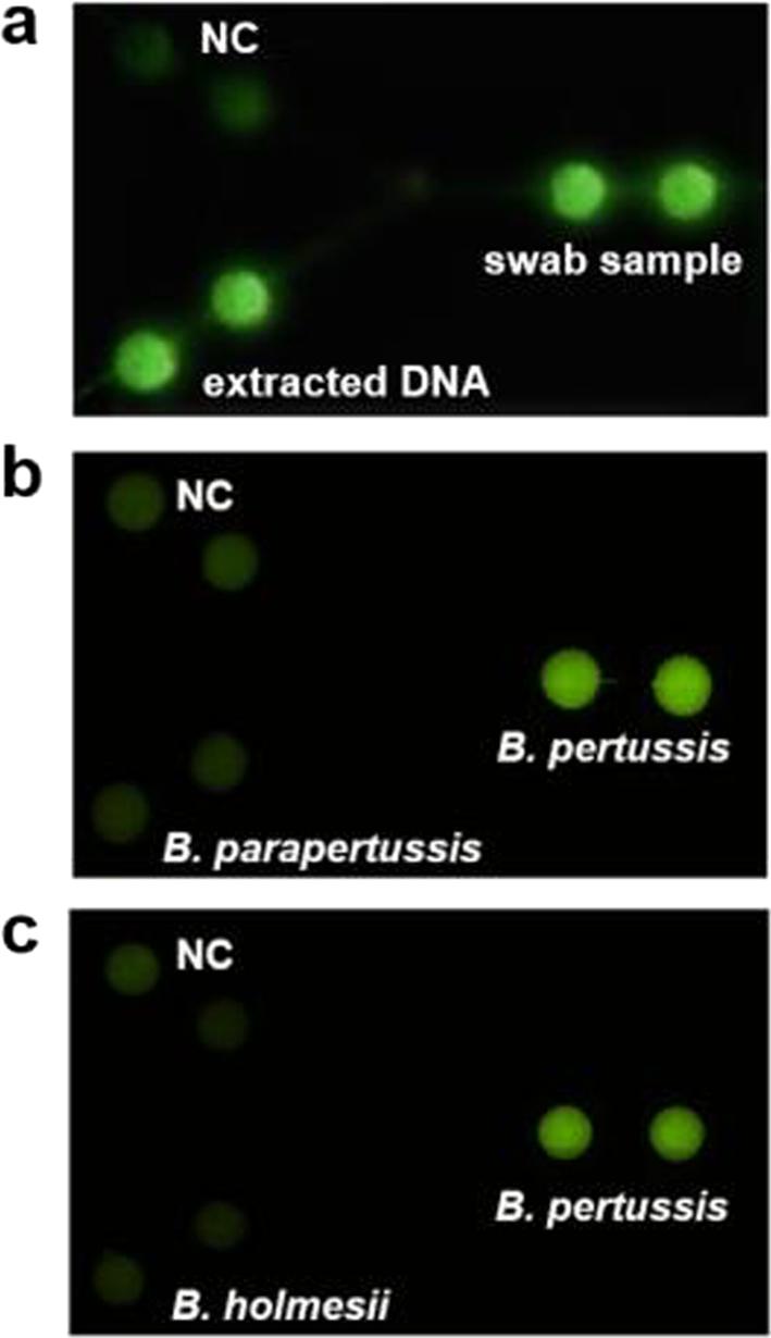 https://cdn.ncbi.nlm.nih.gov/pmc/blobs/d973/6537521/7e8727426b72/gr2.jpg