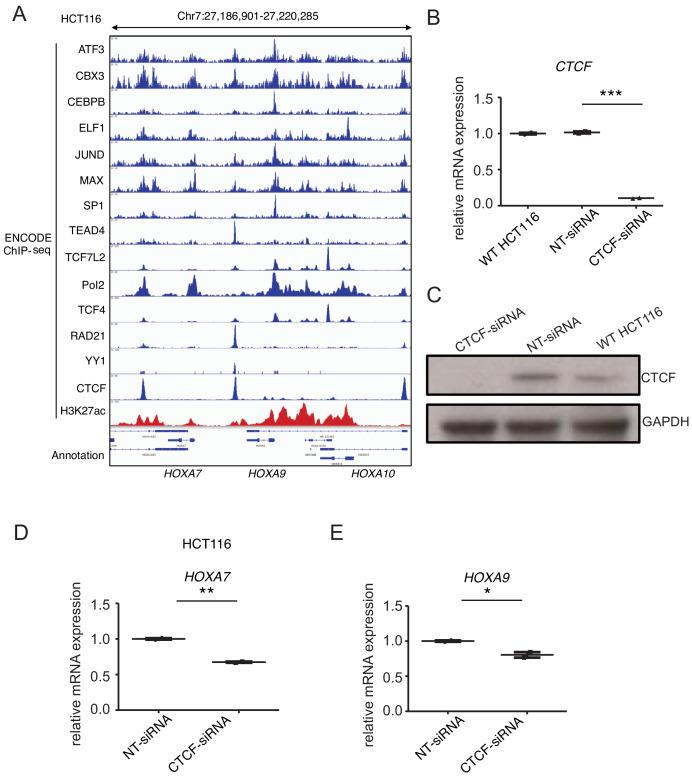 https://cdn.ncbi.nlm.nih.gov/pmc/blobs/d975/7599066/b2f0e5cd0bd4/elife-57858-fig3-figsupp3.jpg