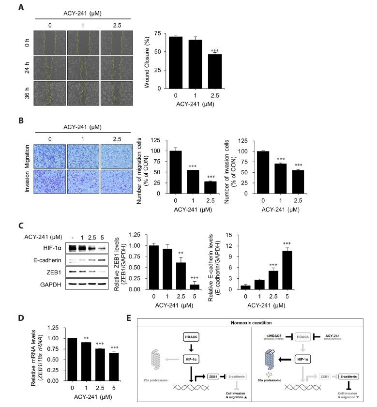 https://cdn.ncbi.nlm.nih.gov/pmc/blobs/d979/10762487/21fe0b3fb93d/kjpp-28-1-83-f4.jpg