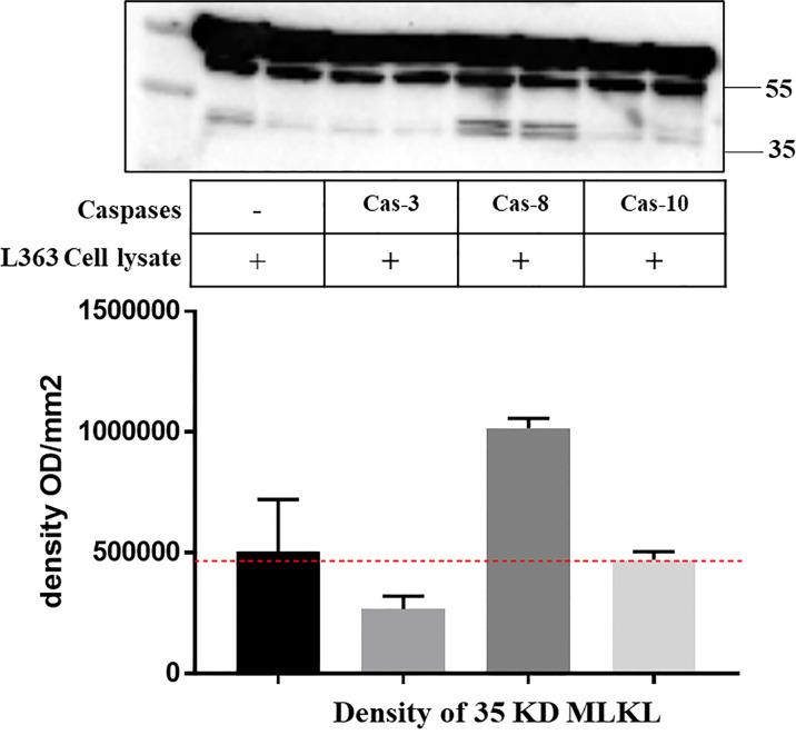 https://cdn.ncbi.nlm.nih.gov/pmc/blobs/d97b/9369655/384bcbfac2b1/fonc-12-907036-g005.jpg