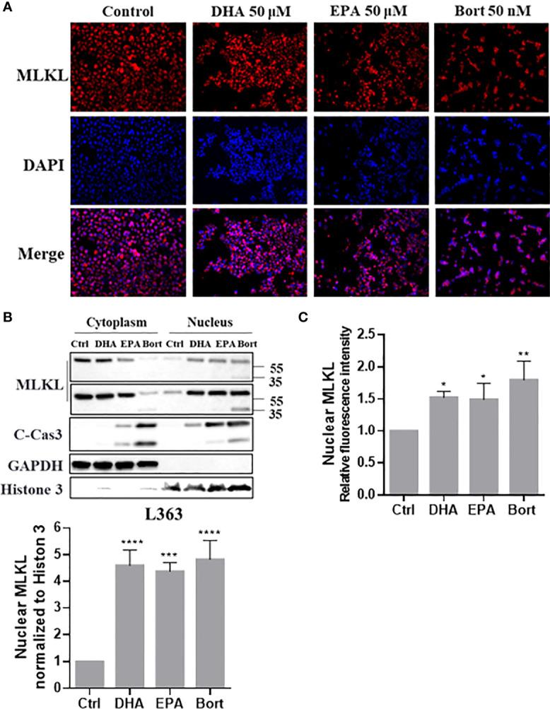 https://cdn.ncbi.nlm.nih.gov/pmc/blobs/d97b/9369655/b112eca0934c/fonc-12-907036-g007.jpg