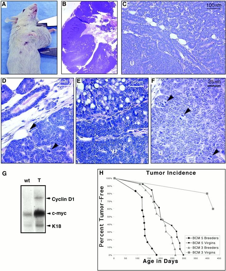 https://cdn.ncbi.nlm.nih.gov/pmc/blobs/d983/2190562/12fc4946fc3a/JCB0102019.f9.jpg
