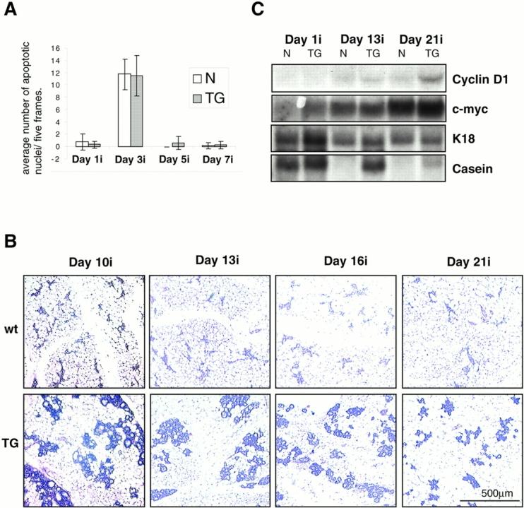 https://cdn.ncbi.nlm.nih.gov/pmc/blobs/d983/2190562/52c98ecaac27/JCB0102019.f8.jpg