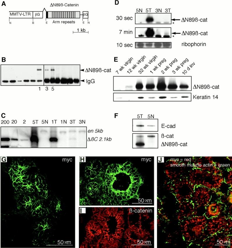 https://cdn.ncbi.nlm.nih.gov/pmc/blobs/d983/2190562/e2b8d8f24da8/JCB0102019.f1.jpg