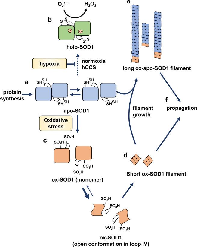 https://cdn.ncbi.nlm.nih.gov/pmc/blobs/d983/9556535/7026e62ac24b/42003_2022_4017_Fig7_HTML.jpg