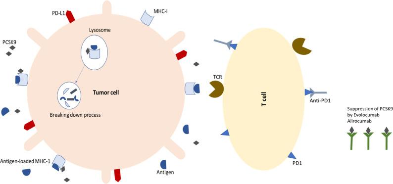 https://cdn.ncbi.nlm.nih.gov/pmc/blobs/d985/11164309/7552a41f1b18/ijp-19-1-g003.jpg