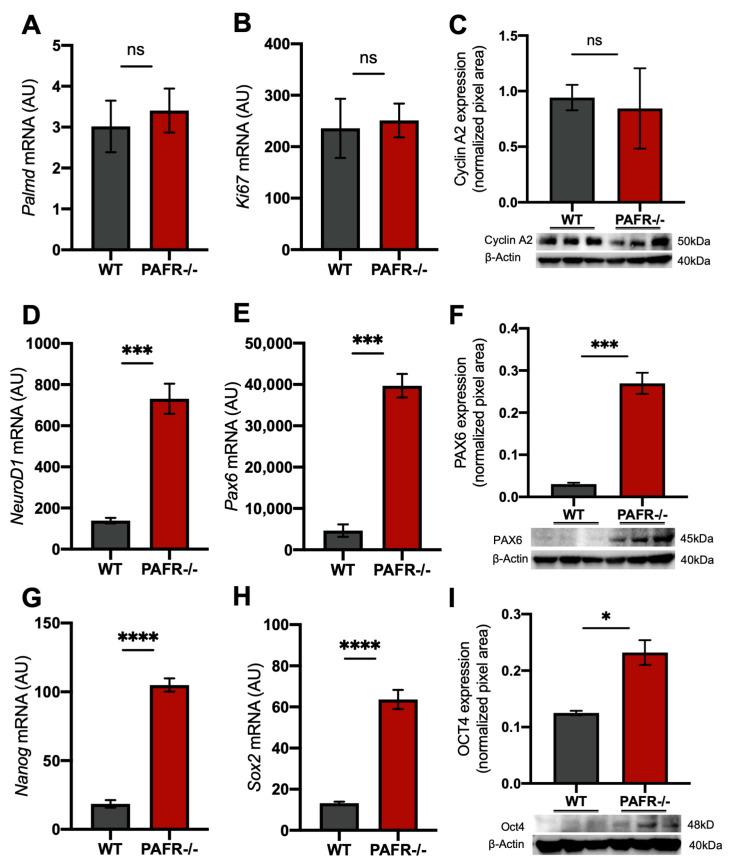 https://cdn.ncbi.nlm.nih.gov/pmc/blobs/d98a/10970094/5b62e1440e42/ijms-25-03084-g003.jpg