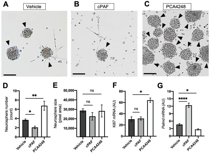 https://cdn.ncbi.nlm.nih.gov/pmc/blobs/d98a/10970094/c522fd6c0ad6/ijms-25-03084-g005.jpg