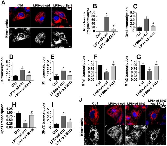 https://cdn.ncbi.nlm.nih.gov/pmc/blobs/d98a/6834423/a040cb860666/aging-11-102375-g004.jpg