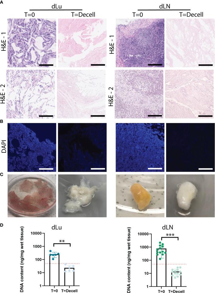 https://cdn.ncbi.nlm.nih.gov/pmc/blobs/d98b/9890173/22523bc9979d/fonc-12-1101901-g001.jpg