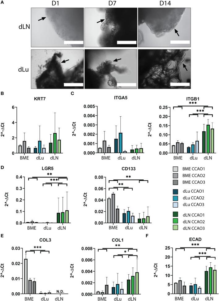 https://cdn.ncbi.nlm.nih.gov/pmc/blobs/d98b/9890173/542bc425da19/fonc-12-1101901-g005.jpg
