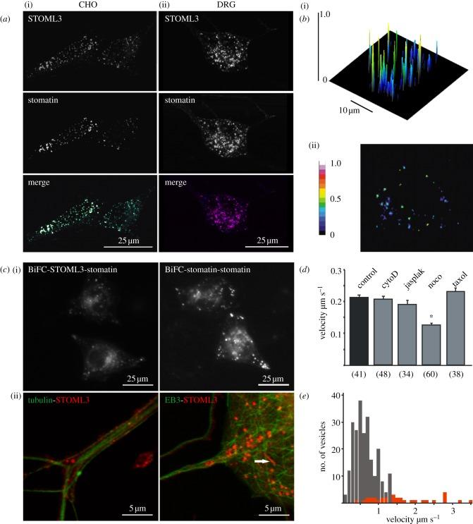 https://cdn.ncbi.nlm.nih.gov/pmc/blobs/d990/3390797/3473d9957963/rsob-2-120096-g1.jpg