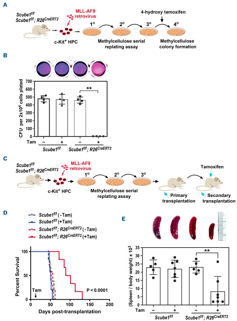 https://cdn.ncbi.nlm.nih.gov/pmc/blobs/d996/10153537/a1677f1ca3b4/1081284.fig5.jpg