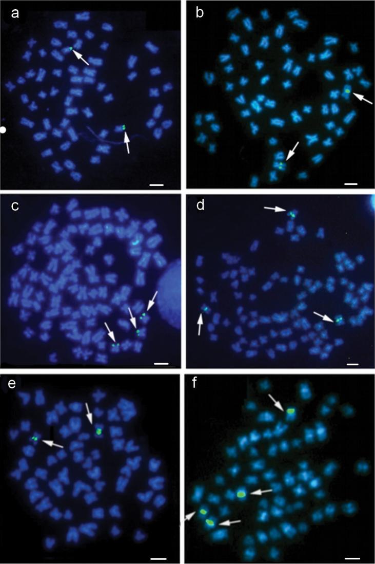 https://cdn.ncbi.nlm.nih.gov/pmc/blobs/d997/4387378/f42a5755e418/CompCytogen-9-017-g005.jpg