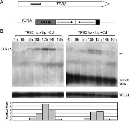 https://cdn.ncbi.nlm.nih.gov/pmc/blobs/d99e/2869380/7e7a6d37697c/zmk0101094510002.jpg