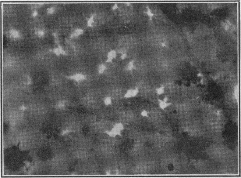https://cdn.ncbi.nlm.nih.gov/pmc/blobs/d9a0/1086146/4857f5a1083e/pnas01807-0115-a.jpg