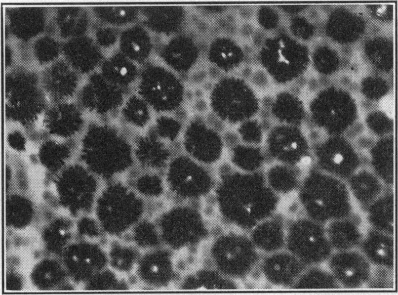 https://cdn.ncbi.nlm.nih.gov/pmc/blobs/d9a0/1086146/95d98e3d14b5/pnas01807-0113-a.jpg
