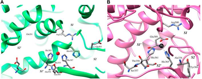 https://cdn.ncbi.nlm.nih.gov/pmc/blobs/d9a1/10264776/651349736da0/fphys-14-1172684-g001.jpg