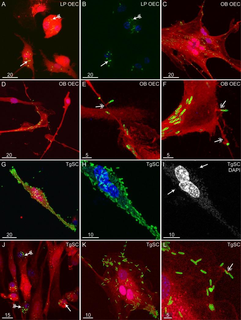 https://cdn.ncbi.nlm.nih.gov/pmc/blobs/d9a1/7002012/a43ff2b372ab/pntd.0008017.g006.jpg