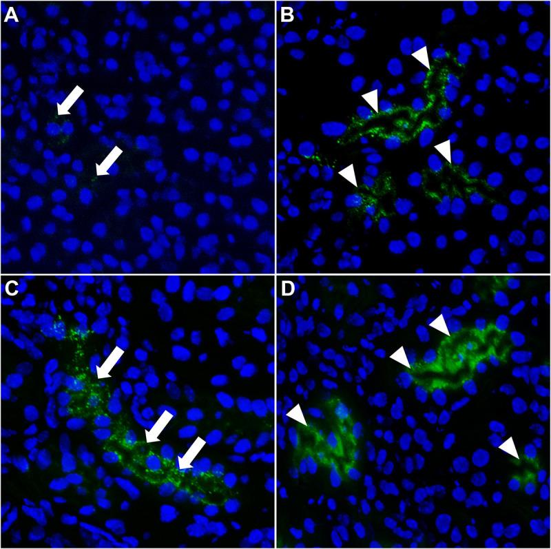 https://cdn.ncbi.nlm.nih.gov/pmc/blobs/d9a7/8116800/6d8c6394579d/fcell-09-633925-g006.jpg