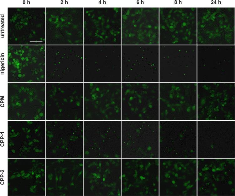 https://cdn.ncbi.nlm.nih.gov/pmc/blobs/d9a7/8116800/e04a270b7b95/fcell-09-633925-g009.jpg