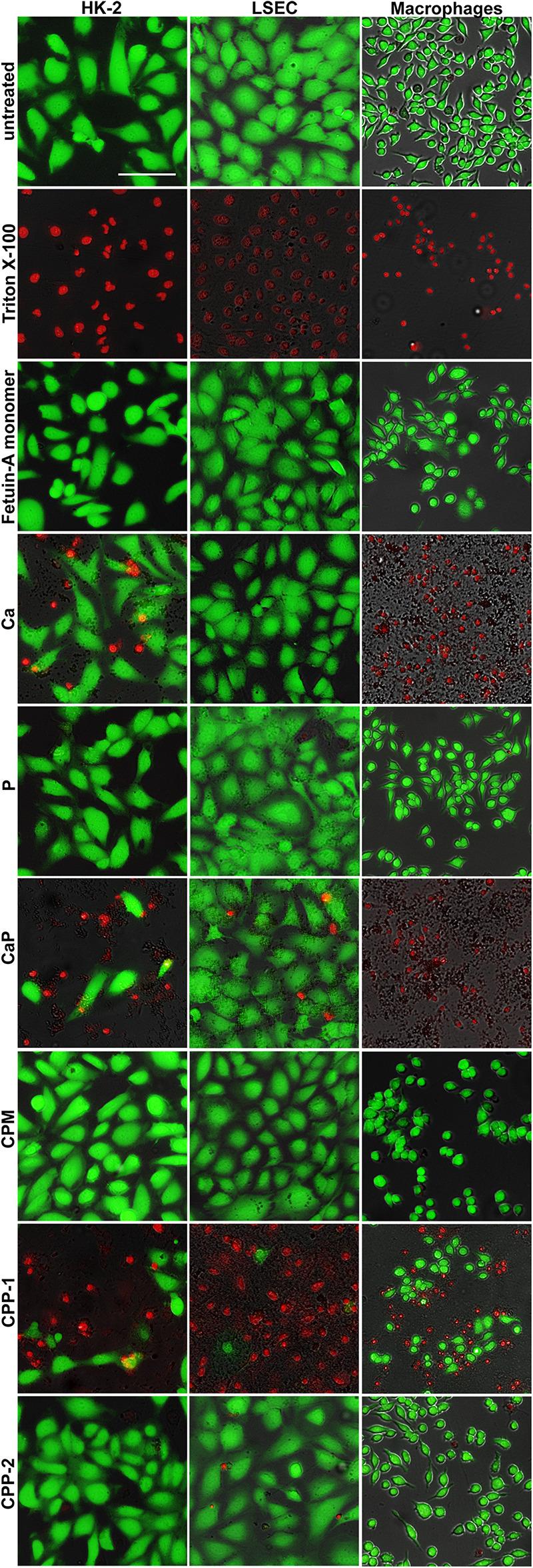 https://cdn.ncbi.nlm.nih.gov/pmc/blobs/d9a7/8116800/e5338f0e72a9/fcell-09-633925-g008.jpg