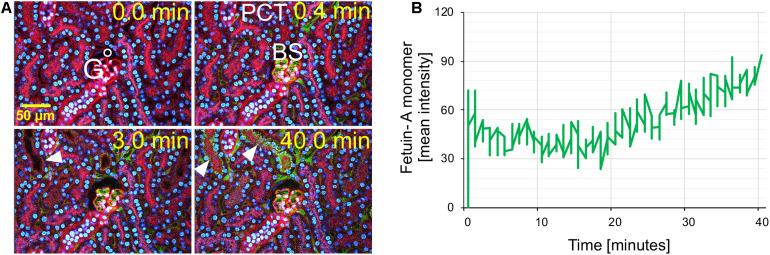 https://cdn.ncbi.nlm.nih.gov/pmc/blobs/d9a7/8116800/f02901c30d44/fcell-09-633925-g003.jpg