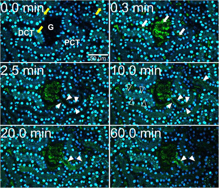 https://cdn.ncbi.nlm.nih.gov/pmc/blobs/d9a7/8116800/f4707273a850/fcell-09-633925-g002.jpg