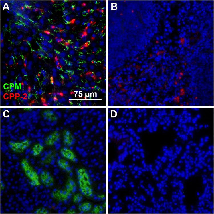 https://cdn.ncbi.nlm.nih.gov/pmc/blobs/d9a7/8116800/fb808ecf858b/fcell-09-633925-g005.jpg