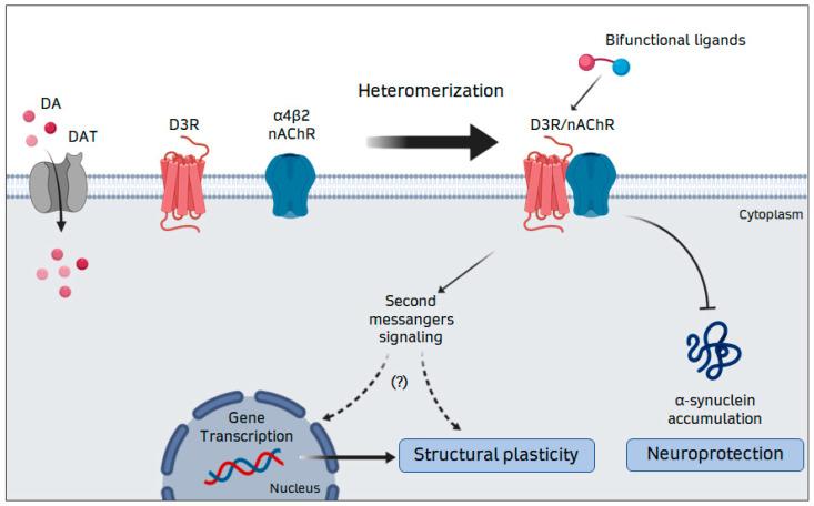https://cdn.ncbi.nlm.nih.gov/pmc/blobs/d9a8/7407647/01860c986dac/biomolecules-10-01016-g001.jpg