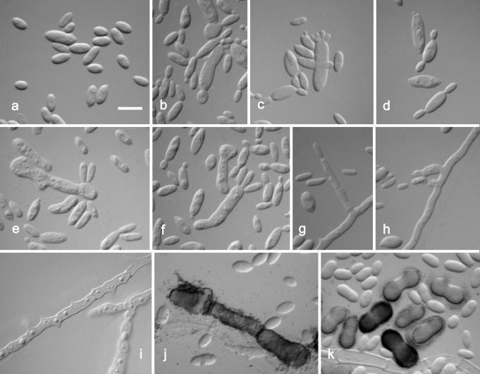 https://cdn.ncbi.nlm.nih.gov/pmc/blobs/d9a9/2610310/156374672be6/21fig8.jpg