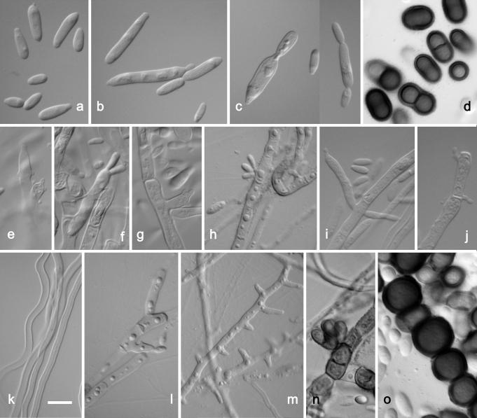 https://cdn.ncbi.nlm.nih.gov/pmc/blobs/d9a9/2610310/81943d9bb979/21fig6.jpg