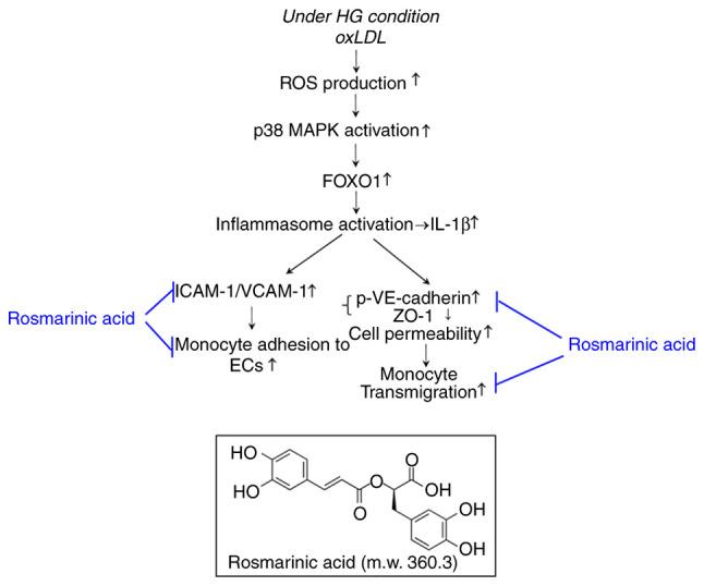 https://cdn.ncbi.nlm.nih.gov/pmc/blobs/d9a9/8989427/49ec325e434c/IJMM-49-05-05125-g04.jpg