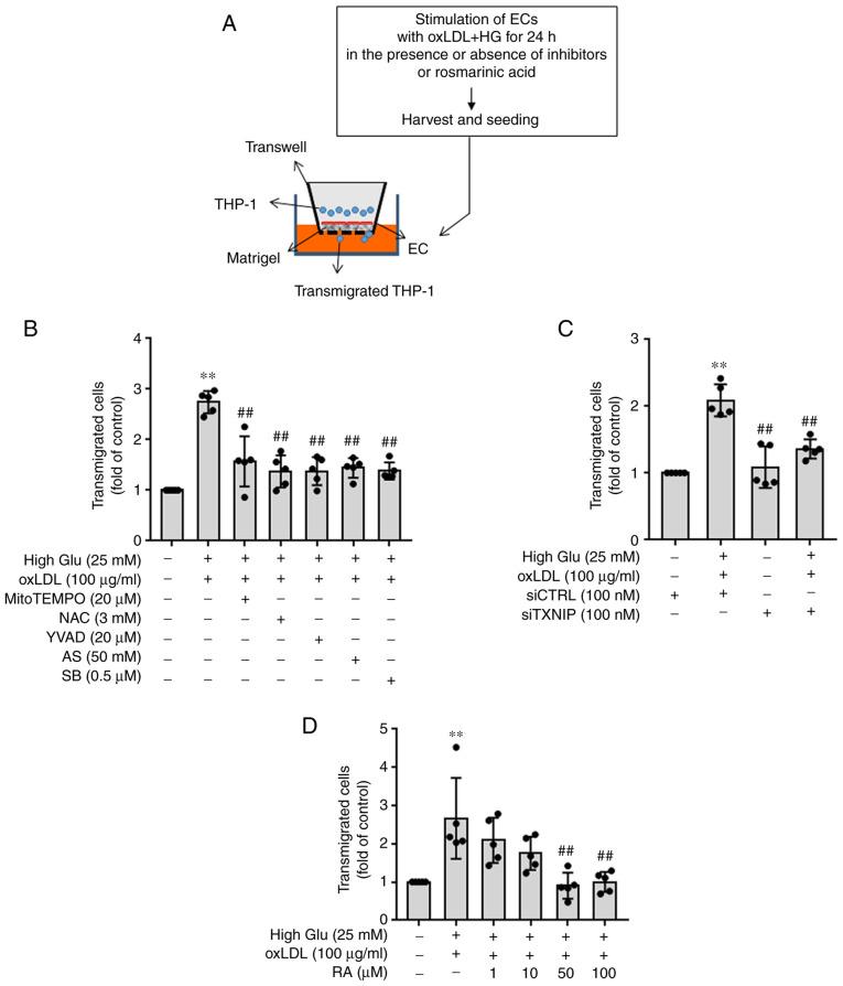 https://cdn.ncbi.nlm.nih.gov/pmc/blobs/d9a9/8989427/e6ae1ef4c6b3/IJMM-49-05-05125-g03.jpg