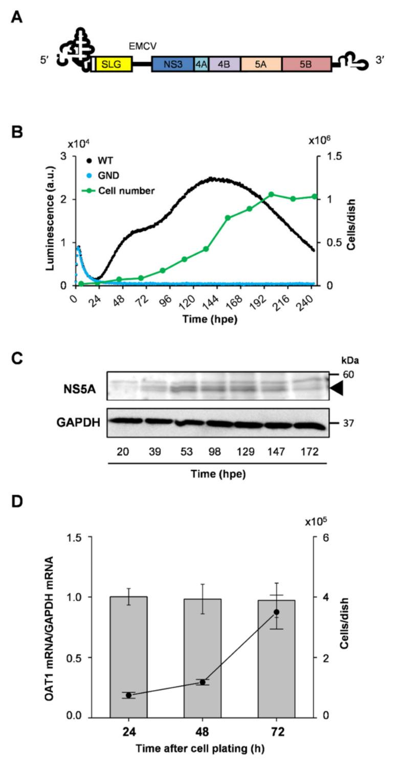 https://cdn.ncbi.nlm.nih.gov/pmc/blobs/d9a9/9368937/7577a2a978d4/ijms-23-08711-g001.jpg