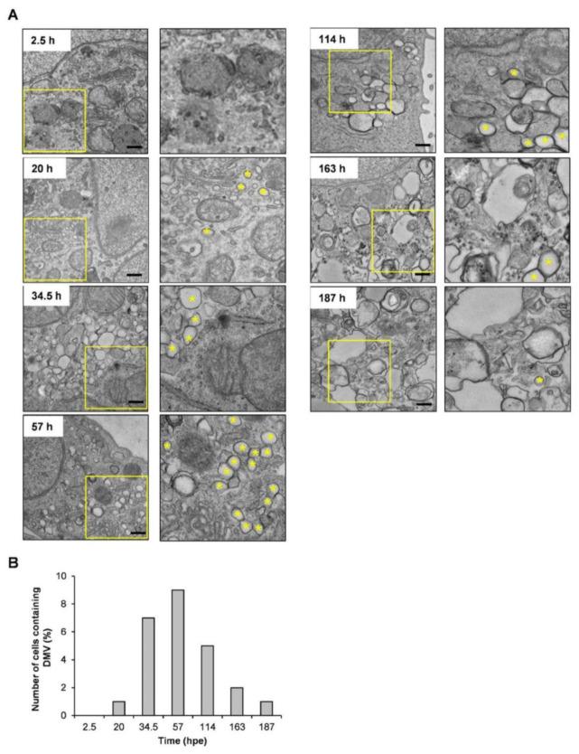 https://cdn.ncbi.nlm.nih.gov/pmc/blobs/d9a9/9368937/9525962e4b0b/ijms-23-08711-g003.jpg
