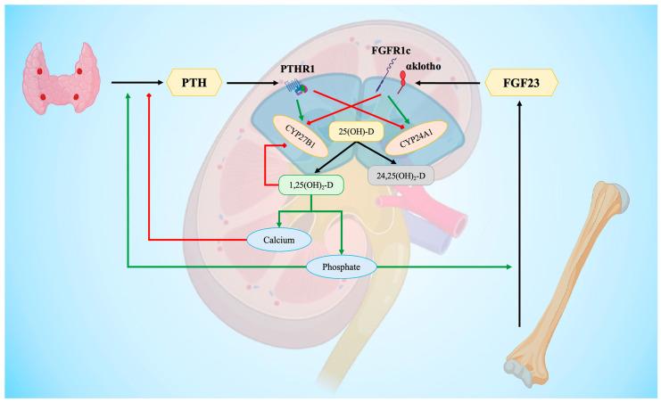 https://cdn.ncbi.nlm.nih.gov/pmc/blobs/d9aa/11048686/539293b6e06e/biomedicines-12-00768-g002.jpg