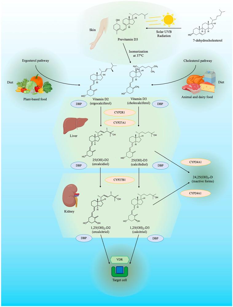 https://cdn.ncbi.nlm.nih.gov/pmc/blobs/d9aa/11048686/a1f3dbfdbf57/biomedicines-12-00768-g001.jpg