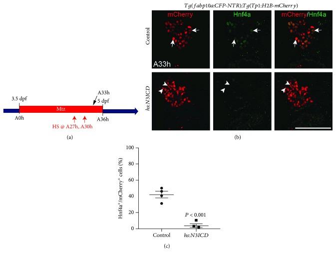https://cdn.ncbi.nlm.nih.gov/pmc/blobs/d9aa/6434270/7d2f54a7ba4f/SCI2019-8451282.002.jpg