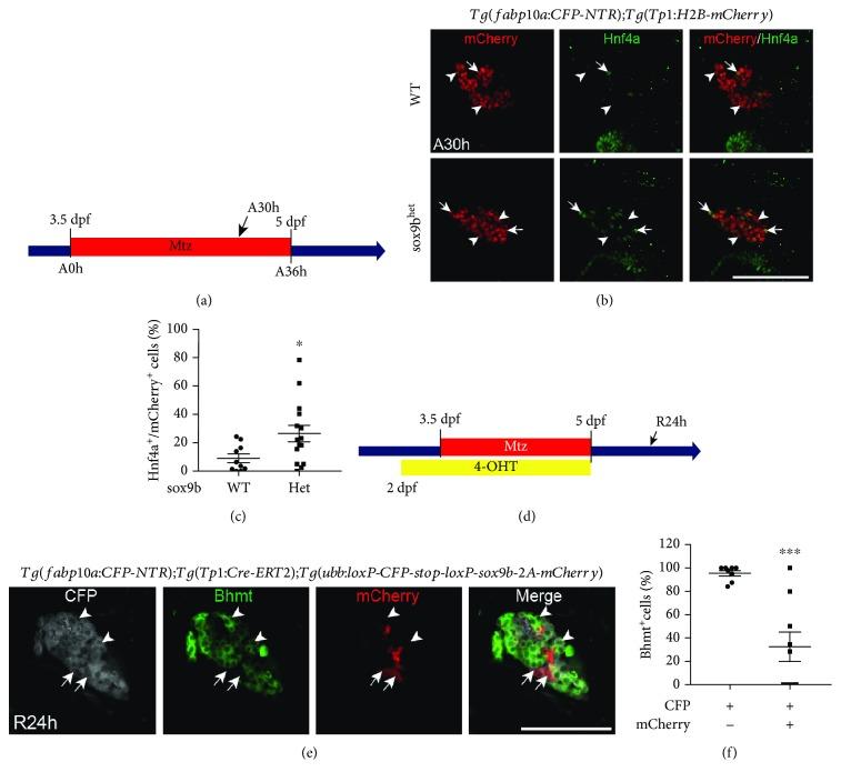 https://cdn.ncbi.nlm.nih.gov/pmc/blobs/d9aa/6434270/ab147a69cbe5/SCI2019-8451282.003.jpg