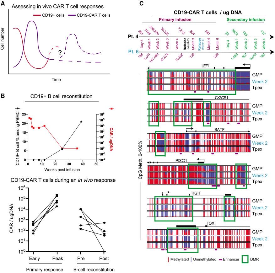 https://cdn.ncbi.nlm.nih.gov/pmc/blobs/d9af/8800370/2cc68151fbad/nihms-1769771-f0007.jpg