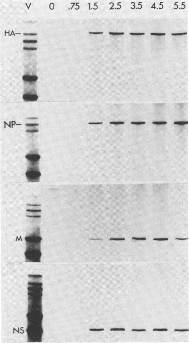 https://cdn.ncbi.nlm.nih.gov/pmc/blobs/d9b5/254018/39a4169a05d1/jvirol00094-0137-a.jpg