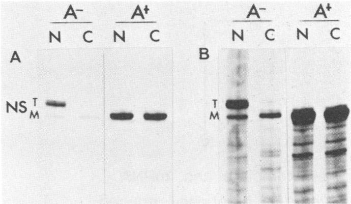https://cdn.ncbi.nlm.nih.gov/pmc/blobs/d9b5/254018/3da0693c5517/jvirol00094-0139-c.jpg