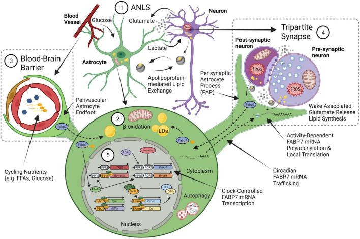 https://cdn.ncbi.nlm.nih.gov/pmc/blobs/d9b8/10315501/dffac167d8f9/fnsys-17-1212213-g001.jpg