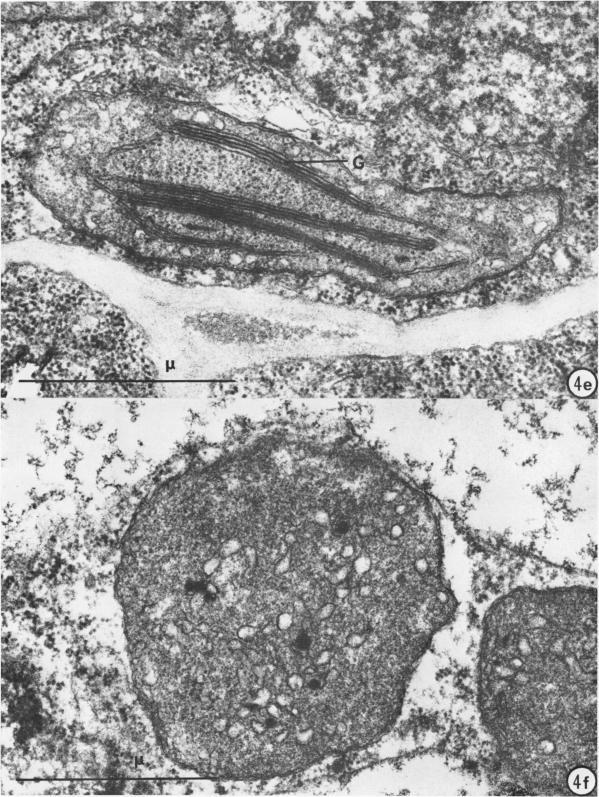https://cdn.ncbi.nlm.nih.gov/pmc/blobs/d9b8/396128/16f4067b314e/plntphys00209-0103-a.jpg